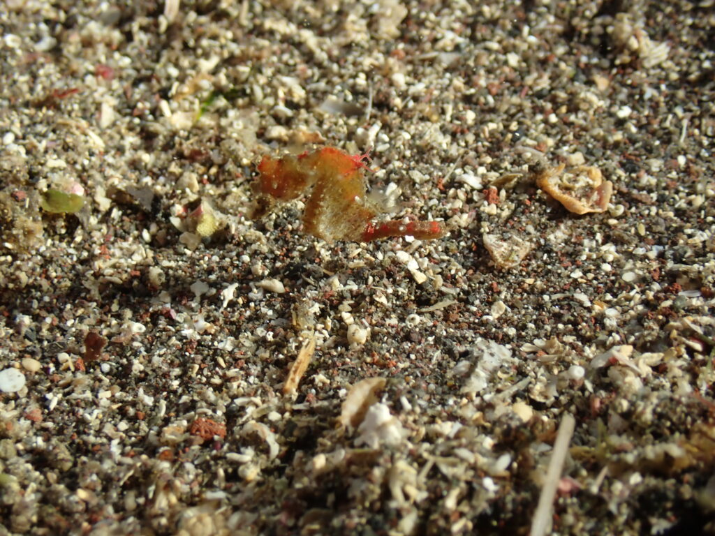 ハチジョウタツ
