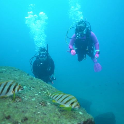 OWDコースの海洋実習が割引に！